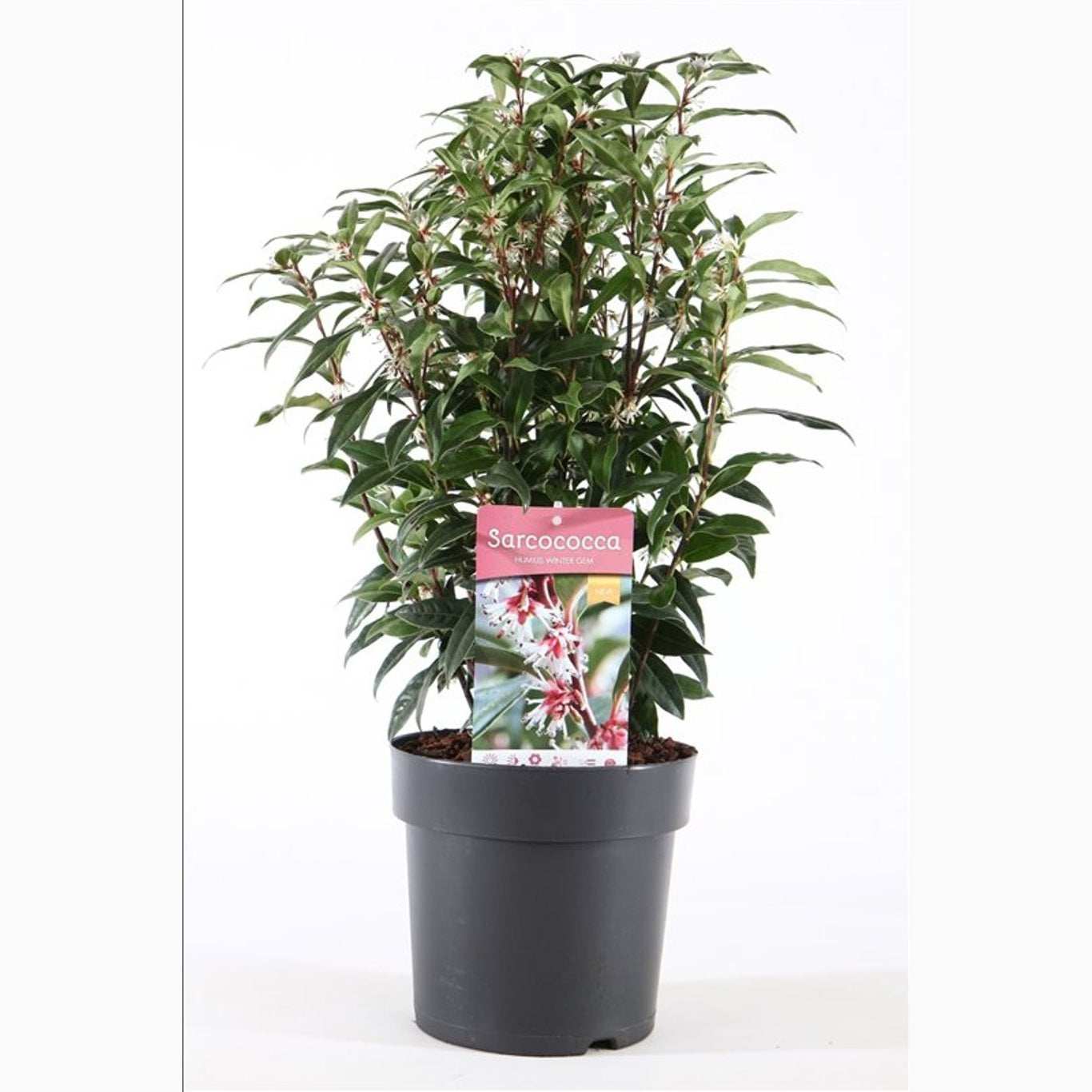 Sötbärsmyrten – Sarcococca 'Winter Gem' - C4 30-40 CM
